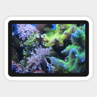 Coral Sticker